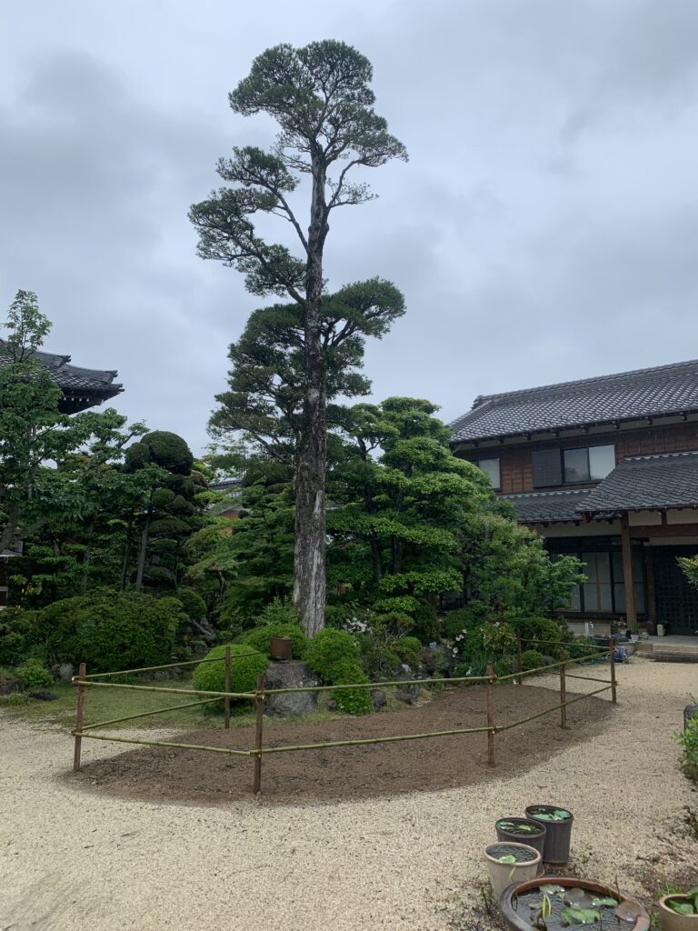 樹勢回復工事